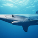 blue shark